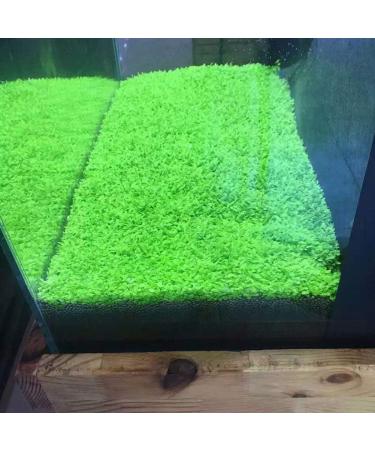 Buy C-LARSS Aquarium Plant Seeds | Green Leaves Carpet Grass for Fish Tanks - International Shipping Available - Buy Online on GoSupps.com