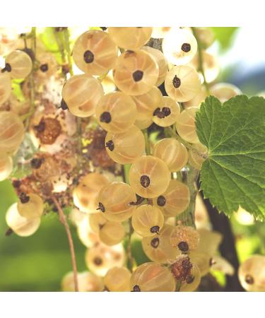 White currant 'Weiße Versailler ' (in container) Bush - In container Weisse Versailler