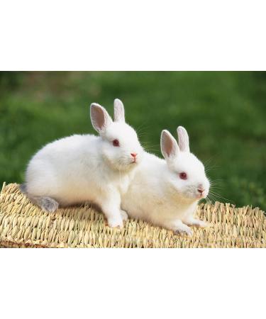 3 Pack Rabbit Bunny Mat - Natural Straw Woven Grass Chew Toy Bed for Small Animals - Buy Online on GoSupps.com