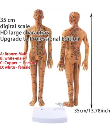 Acupoint Body Model(13.8 Inches) Digital Scale Accurate Acupuncture Points+Color Meridians Rotatable Arms/Hard Material High-Definition Large Characters with Base D - Buy Online on GoSupps.com
