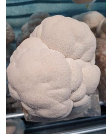 Lion's Mane Powder (Hericium erinaceus) - Smithereens Mushroom Powder 30gr - Buy Online on GoSupps.com