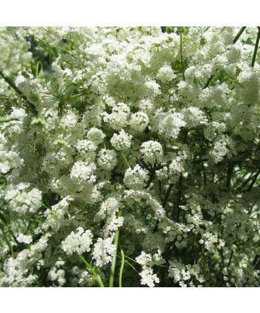 Aromatics International Premium Organic Anise Essential Oil 18ml | 100% Pure Essential Oil for Diffusion & Aromatherapy Anise 0.6 Fl Oz (Pack of 1) - Buy Online on GoSupps.com