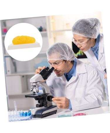 Gatuida Anatomical Fat 3pcs Fat Model Models Demonstration Model Human Fat Anatomical Body Fat Replica Human Body Module - Buy Online on GoSupps.com