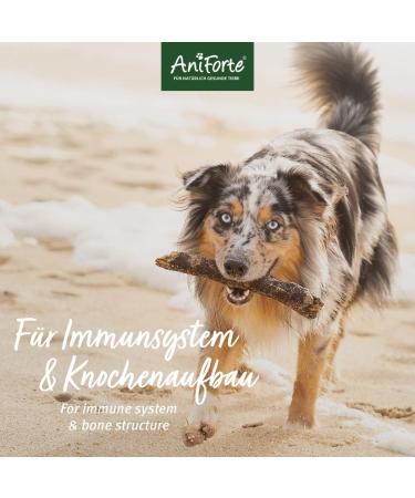 AniForte Cod Liver Oil for Dogs Cats and Horses 1L - Cod Liver Oil Vitamins and Omega-3 Fatty Acids Support Bone Development Immune System and Defenses - Buy Online on GoSupps.com