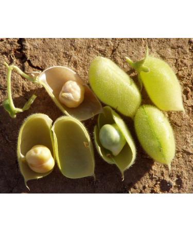 Portal Cool 40G Italiana Chick Semi di pisello 120 semi di ceci High Protein leguminose Italia