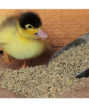 Buy HDmirrorR Duck & Goose Chick Grain 2.5kg | Premium Duck & Goose Feed | Starter for Chicks & Goslings - International Shipping Available - Buy Online on GoSupps.com