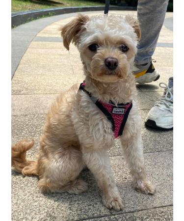 LOOK ANDES CARE CARRAME - Adjustable Reflective Cat Harness with Leash and Breakable Dishes for Cats & Puppies (30-35cm Chest) - Red - Buy Online on GoSupps.com