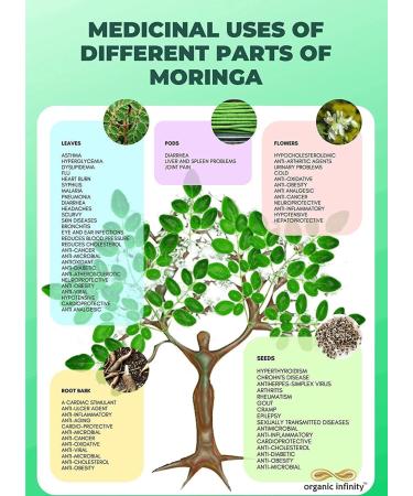  QURA QURA Moringa Leaf Powder - 500g x 2 1kg - Buy Online on GoSupps.com