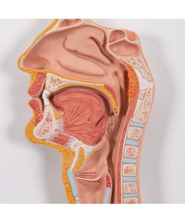 Human Digestive System Model - 3 Part Anatomical Display | Educational Tool for Anatomy Lessons - Buy Online on GoSupps.com