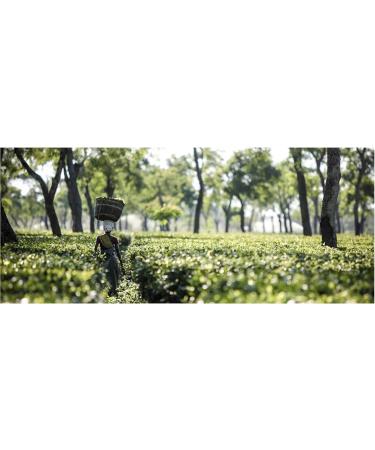 Ridgways English Breakfast Enveloped Tea Bags | 20 Bags Per Pack | 2 Pack - Buy Online on GoSupps.com