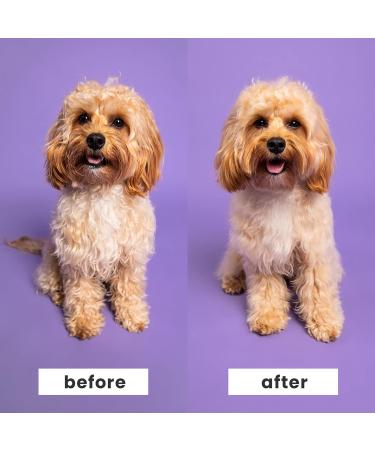 Pet Teezer Small Detangling & Grooming Brush - Lilac & Yellow | Ideal for Dry Brushing or Bathing Your Dog - Buy Online on GoSupps.com