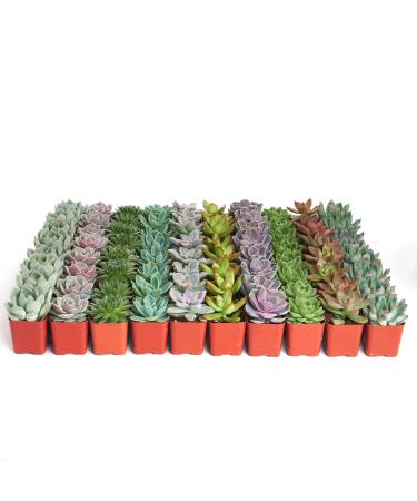 Shop Succulents | Radiant Rosette Collection of Live Succulent Plants, Hand Selected Variety Pack of Mini Succulents | Collection of 32 Standard Box 32-Pack