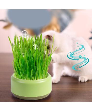 Firulab Cat Grass Growing Kit Cat Grass Bowl Planter Tray Catnip and Bowl Cat Grass Kit with Seeds DIY Soil Free Kitten Grass Growing Kit for Cat Snacks Green - Buy Online on GoSupps.com