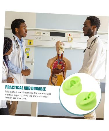 Healeved 2pcs Colored Earring Molds Teaching Aid - Green 3D Human Ear Model - Buy Online on GoSupps.com