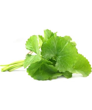 GOTU KOLA (CENTELLA ASIATICA) * 3+1 FREE PACK * 100 mg / 240 capsules * Titled at 20% in triterpenes 8% in asiaticoside and 5.5% in madecassoside * Cardiovascular - Buy Online on GoSupps.com