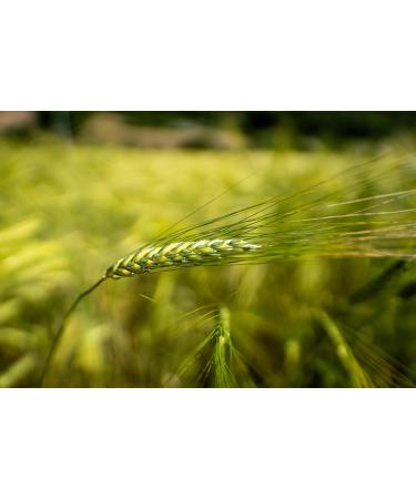  Prometeo Prometeo Integral "Farret" headlight fusilli - 30 g - Buy Online on GoSupps.com