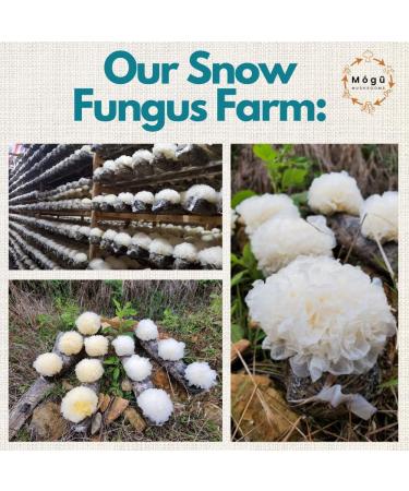 Organic Snow Fungus Dual Extract - 100% Fruiting Bodies - 125g - With Hemp Bag - Add to Water/Tea/Coffee/Smoothies - Buy Online on GoSupps.com