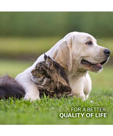 AniForte Brewer's Yeast Powder for Dogs & Cats 500g - 100% pure & natural brewers yeast biotin & vitamin B for dogs & cats for healthy skin & shiny coat - Buy Online on GoSupps.com
