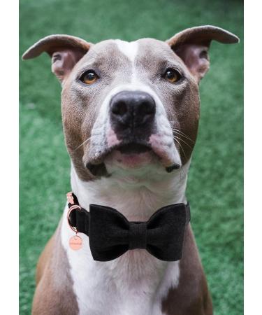 Dogwong Adjustable Black Dog Collar with Removable Fly - Comfortable Gift for Small to X-Large Dogs - Buy Online on GoSupps.com