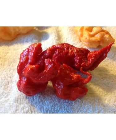 Trinidad 7 Pod Primo Capsicum chinense 10 Seeds Organic Very Rare - Buy Online on GoSupps.com