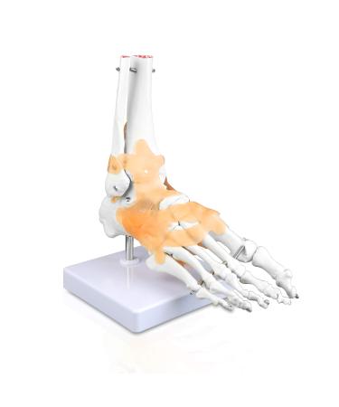 Jackson Global JS00047 Ankle Model Right Foot with Ligament