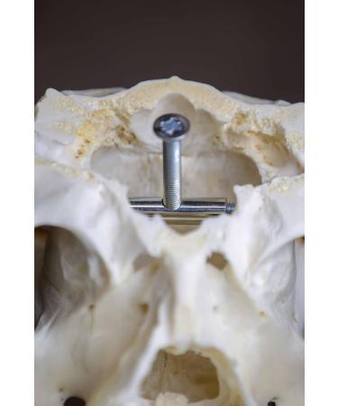 EURO HUNT Trophy Holder for Deer - Elegant Design Easy Assembly & Premium Hunting Accessories - Buy Online on GoSupps.com