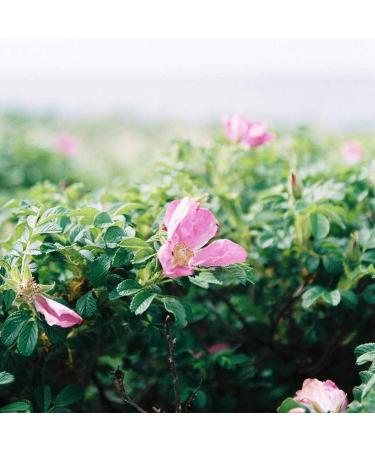 Tata Harper New Advanced Formula Hydrating Floral Essence 4.1oz (125ml) - Buy Online on GoSupps.com