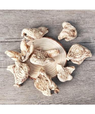 The Tuber of Hyacinth Bletilla Bletilla Striata bletilla Anacamptis Tuber Bletillae Bletilla Hyacinthina Reichb Hyacinth Bletilla Genus Bletilla baiji bletilla Striata (1000grams) - Buy Online on GoSupps.com