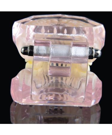 Buy Dental Teeth Model Demo | Transparent Implant & Orthodontic Retainer | International Shipping - Buy Online on GoSupps.com