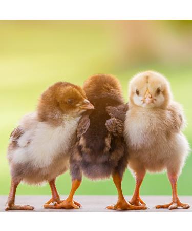 Ida Plus Mineral 280g - Premium Mineral & Vitamin Mix for Chickens | All-Round Calcium Feed - Buy Online on GoSupps.com