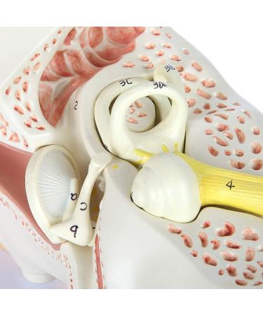 Human Ear Model 5 Times Natural Size Pattern with 3 Parts Illustrating Ear Main Ear Beings Ear Cleaner Internal Ear - Buy Online on GoSupps.com