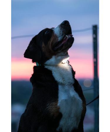 Buy Max & Molly Matrix Ultra LED Light for Dogs & Cats - Perfect for Joggers Walkers & Cyclists - Outdoor Safety Gear - Buy Online on GoSupps.com