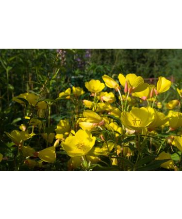 Health Embasssy Graines d'Onagre | Oenothera Biennis L | Evening Primrose Seeds (200g) 200 g (Lot de 1) - Buy Online on GoSupps.com