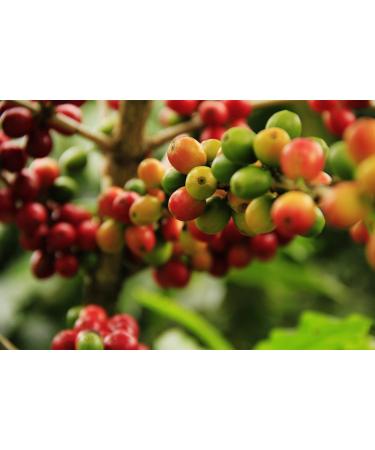 Gustone Premium Coffee Gift Set - Top 3 Berlin Coffee Roasters: Wiener Melange India Malabar Monsunkafe & Workers Dark - Buy Online on GoSupps.com