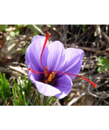 Premium 10g Saffron Threads - Red Spice for Paella, Risotto, Tea, Rice Seasoning & Golden Milk - Food Marination - 0.352 Ounce - Buy Online on GoSupps.com
