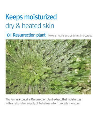 YUNKANG YUL Kids & Baby Sun Cream SPF 50 | Reef Safe, Non-Greasy, Fragrance-Free Korean Sunscreen | Hyaluronic Acid, Natural Ingredients | 2.53 Fl. Oz - Buy Online on GoSupps.com