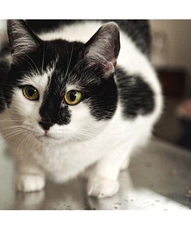 Meowijuana Organic Dried Premium Ground Catnip Bundle - High Potency - Grown in the USA for Cat Toys - Feline & Cat Lover Approved - Buy Online on GoSupps.com