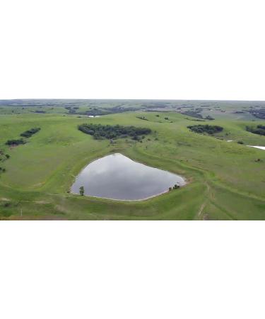 Grass Fed Beef Tallow Balm - 2 oz - Grown and Made in USA - Organic Grass Fed and Finished Tallow - Moisturizing Skin Care Lemon - Buy Online on GoSupps.com