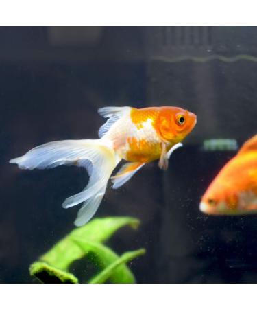 Gold Trace 250 mL / 8.5 fl. oz. - Premium Quality Gold Plating Solution - Buy Online on GoSupps.com