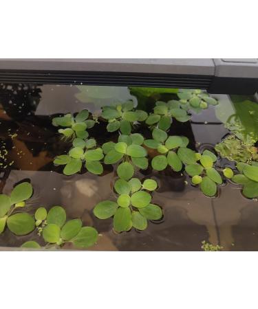 10x Water Lettuce pistia stratiotes Dwarf Mini Live Aquarium Floating Plants - Buy Online on GoSupps.com