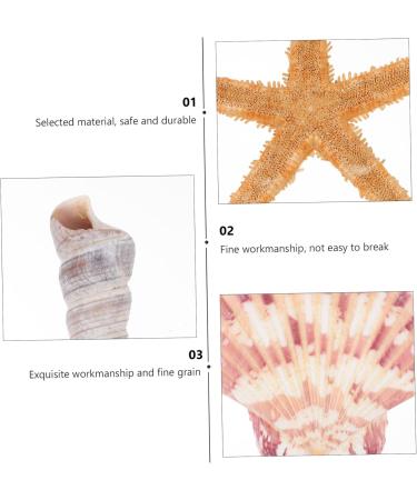 Artibetter Ocean Sea Shell Wedding Ornament 4 Mini Craft Shells Jewelry Aquarium Accessories Homemade Ornaments Conch Jewelry Natural Fish Tank Wedding D cor - Buy Online on GoSupps.com