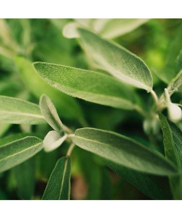 Organic Sage 1000g - Dried Cut Leaves for Natural Sage Tea | Achterhof Quality | Loose Leaf Organic Herbs - Buy Online on GoSupps.com