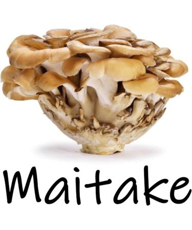 Earth Cap Mushrooms Sunrise 6 Mushroom Supplement Capsule - Chaga Cordyceps Lion's Mane Maitake Reishi Turkey Tail Real Fruiting Body - No Fillers - Buy Online on GoSupps.com