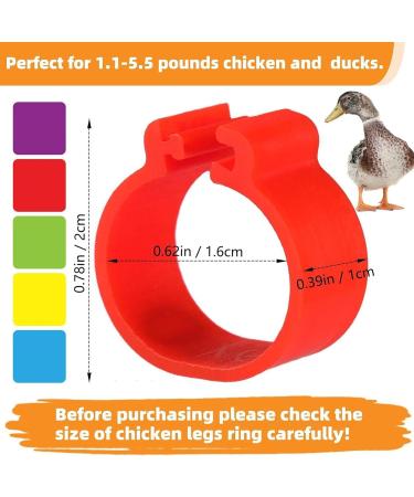 Toseky Poultry Duck Leg Tags Chicken Leg Rings - Numbered Leg Band Chicken Identification Leg Bands for Chicken Ducks  - Buy Online on GoSupps.com