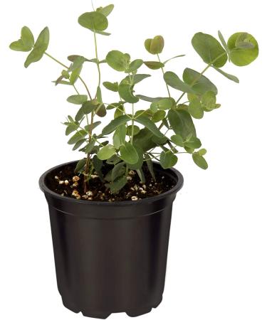 6-Pack Eucalyptus Herb: Natural Air Purifier, Aromatic & Healthy - 8 Tall x 3 Wide - Buy Online on GoSupps.com