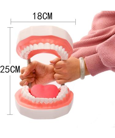 Yunyhao Tooth Model - 6X Enlarged Dental Hygiene Aid with Removable Tongue for Medical Teaching & Training | Ideal for Schools Hospitals and Medicine - Buy Online on GoSupps.com