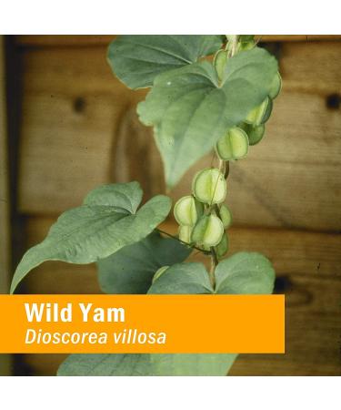 Herb Pharm Wild Yam Extract 1 fl oz (30 ml) - Natural Support for Women's Health - Buy Online on GoSupps.com