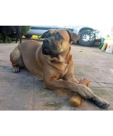 ARTISAN GIFT CO Olive Wood Chew Toy for Large Dogs | 100% Natural XL (24cm) - Ideal for Dogs 40kg and Up - Buy Online on GoSupps.com