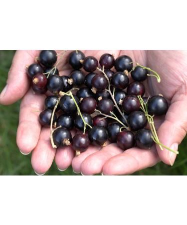 French Organic Blackcurrant 100 ml | Drinking Solution for Fresh Plants | Joint Care Joint Mobility Joint Pain | Certified AB Certified France | Laboratory SYNERGIA - Buy Online on GoSupps.com