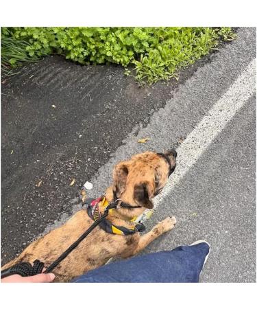 All-in-One Halter for Dogs - No Pull Adjustable Harness in Blue | International Shipping Available - Buy Online on GoSupps.com